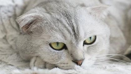 爱游戏登录入口-新赛季揭幕战得分王是他！莫兰特爆砍44分创造历史